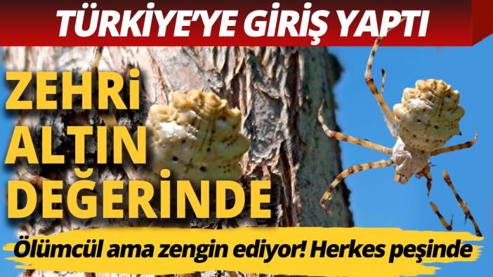 Öldürüyor ama zengin ediyor! Zehri altın değerinde