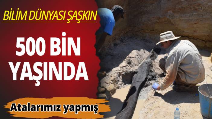 Bilim dünyasını şaşkına çeviren 'kütükler'