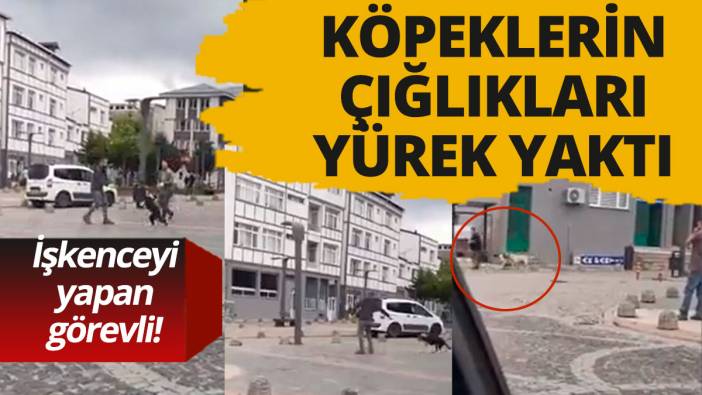 Köpeklerin çığlıkları yürek yaktı! Bunu yapan görevli