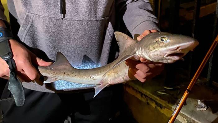 İstanbul'da bir gencin oltasına yavru köpek balığı takıldı