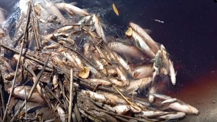 Karasu Çayı'na dökülen kimyasallar yüzlerce balığın ölümüne neden oldu