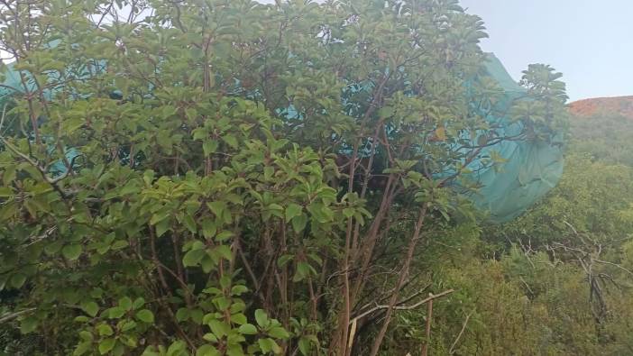 Alanya'da yamaç paraşütü kazasında turist öldü