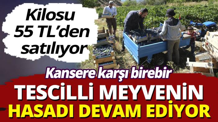 Tescilli meyvenin hasadı devam ediyor! Kilosu 55 TL'den satılıyor