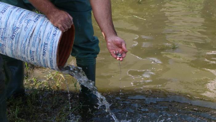 3 milyon 200 bin yavru sazan, göl ve göletlere bırakıldı