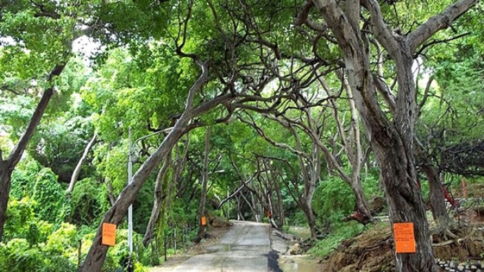 Bağcılar’da 174 bin ağaç kesilmekten kurtuldu