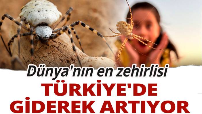Dünya'nın en zehirlisi: Türkiye'de giderek artıyor
