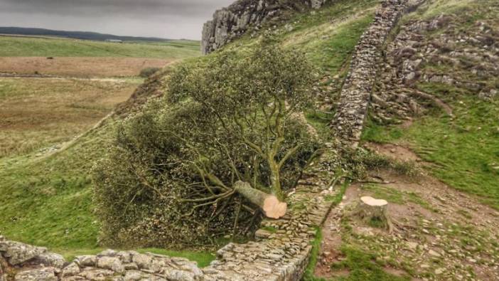 16 yaşındaki genç 300 yıllık tarihi çınar ağacını kesti