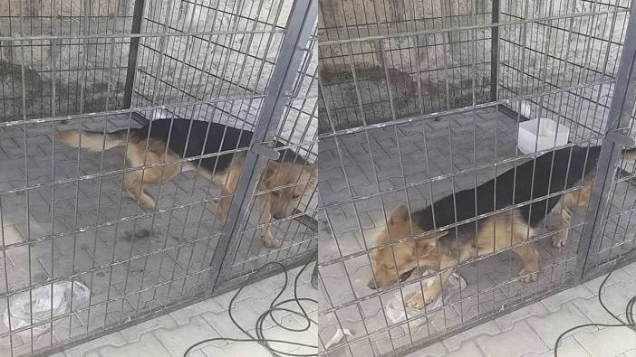 Gence saldıran köpek yakalandı bakıcısına işlem yapıldı