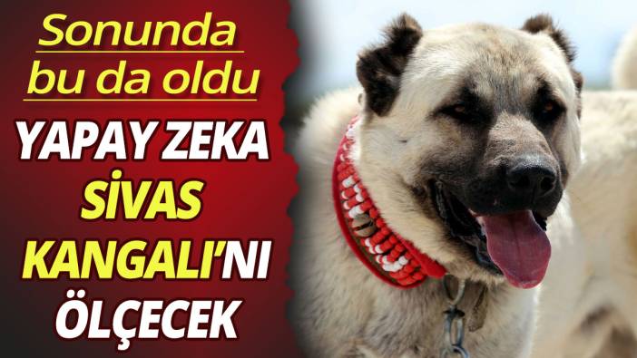 Yapay zeka Sivas Kangal'ını ölçecek