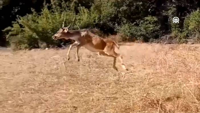 Doğaya bırakılan ala geyiğin coşkusu