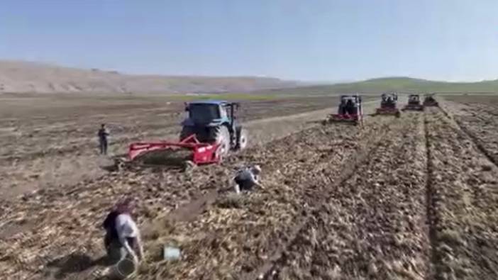 Sivas'ta patates hasadı başladı
