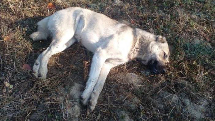 Çiftliğe atılan etten yiyen 5 Kangal köpeğinden 3'ü öldü