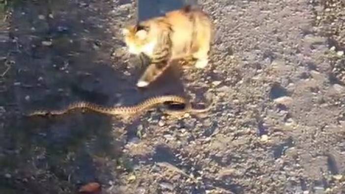 Kedi ile yılanın kavgası kamerada