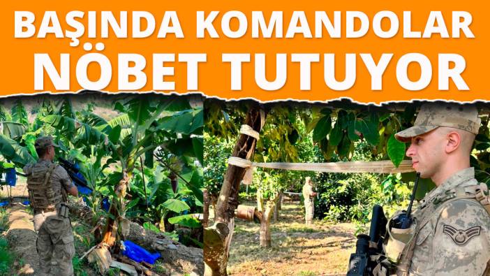Ejder meyvesi, mango ve avokadoları komandolar koruyor