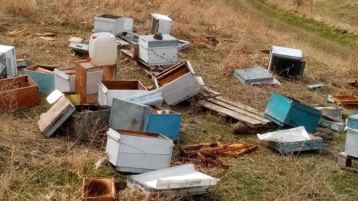 Aç kalan ayılar arı kovanları parçaladı