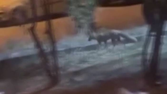 Doğada aç kalan tilki Ankara sokaklarında görüldü