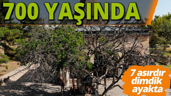 Nevşehir'de 700 yaşındaki dut ağacı zamana meydan okuyor