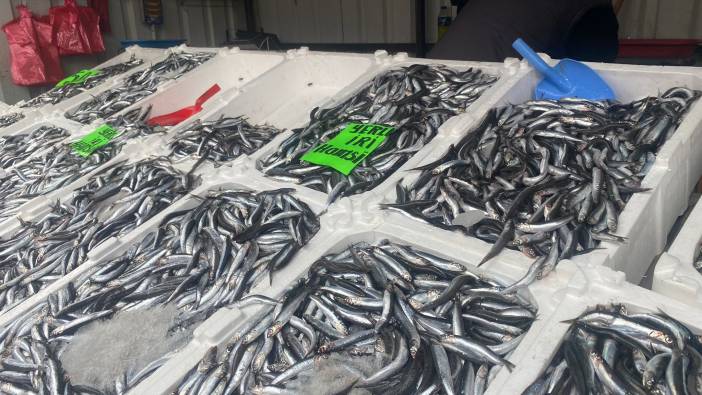 Balık fiyatları düştü: tezgahlar şenlendi