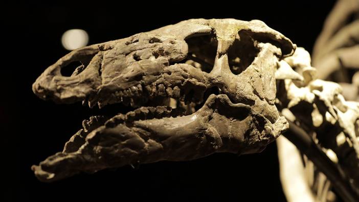 150 milyon yıllık dinozor iskeleti 930 bin avroya alıcı buldu