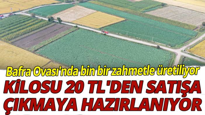 Bafra Ovası'nda bin bir zahmetle üretiliyor: Kilosu 20 TL'den satışa çıkmaya hazırlanıyor