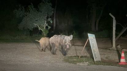 Muğla'da domuzlar şehre indi