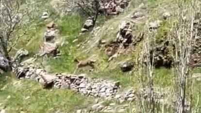 Koruma altındaki dağ keçileri Elazığ’da görüldü