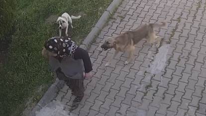 Başıboş köpek dehşeti kamerada: Yaralanan kadın tanınmaz hale geldi