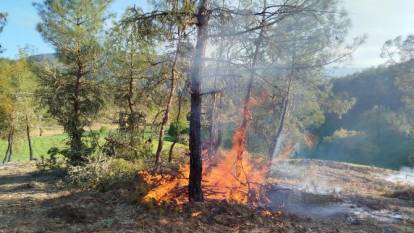 Yalova’da orman yangını