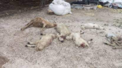 Mandırıya giren kurtlar 40 koyunu öldürdü
