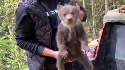 Sokakta buldukları yavru ayıyı besleyip ormana bıraktılar