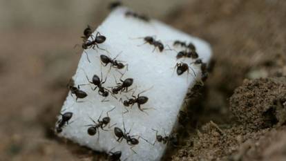 Karıncaları öldürmeden karınca istilasından nasıl kurtulursunuz?