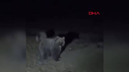 Tokat’ta ayılar kameralara yakalandı
