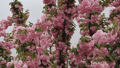 Kapadokya’da Sakuralar açtı