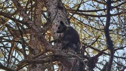 İnsanlardan korkan ayı yavrusu ağaca tırmandı
