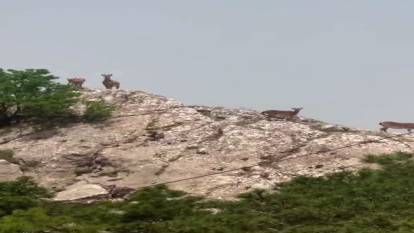 Dağ keçileri Elazığ'da görüntülendi
