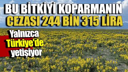 Yalnızca Türkiye'de yetişiyor: Bu bitkiyi koparmanın cezası 244 bin 315 lira
