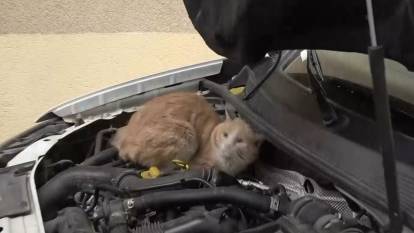 Polis ekipleri araçlara sıkışan kedileri kurtardı