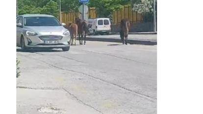 Ankara’da yolda dolaşan sahipsiz atlar trafiği tehlikeye soktu
