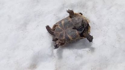 Mantar ararken kaplumbağayı kurtardı