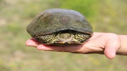 Nesli tehlike altında bulunan benekli kaplumbağa koruma altına alındı