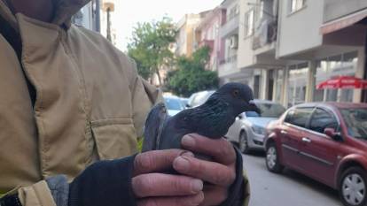 Yalova’da mahsur kalan güvercin kurtarıldı