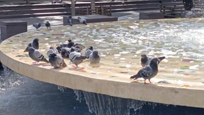 Sıcak hava güvercinleri vurdu: Serinlemek için havuza girdiler