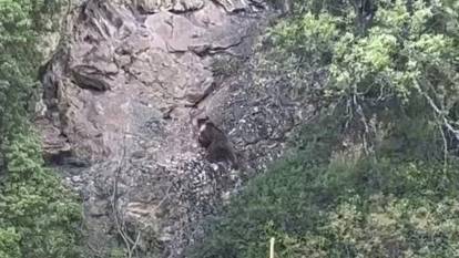 Kayalıklara tırmanan ayı görüntülendi
