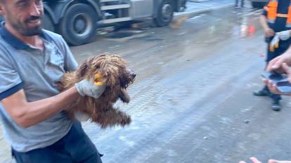 Çöken binanın enkazından 12 saat sonra bir köpek canlı olarak kurtarıldı