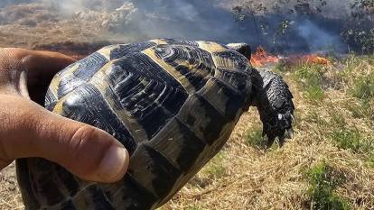 Mahsur kalan kaplumbağa kurtarıldı