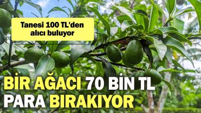 Tanesi 100 TL'den alıcı buluyor, bir ağacı 70 bin TL para bırakıyor