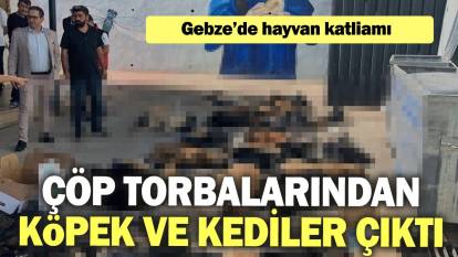 Gebze’de hayvan katliamı: Çöp torbalarından çok sayıda köpek ve kedi çıktı