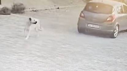 Muğla'da arabası ile köpeği çiğneyen sürücü serbest kaldı