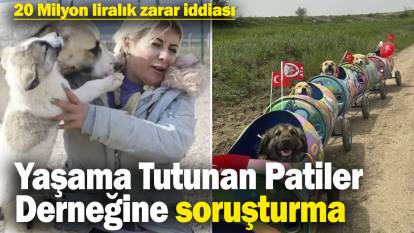 Yaşama Tutunan Patiler Derneğine soruşturma! 20 Milyon liralık zarar iddiası