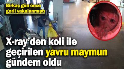 Birkaç gün önce goril yakalanmıştı: Bu kez koli içinde yavru maymun ele geçirildi! O anlar kameraya böyle yansıdı